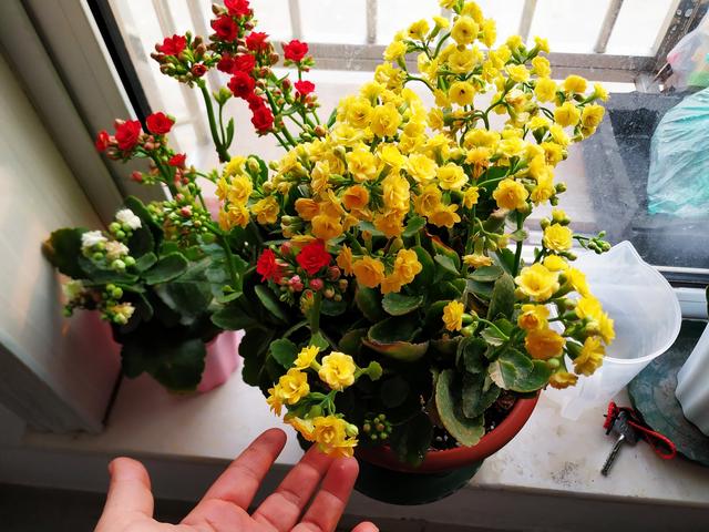 4 loại hoa cây cảnh bị bỏ mặc tới mức hạn hán mà hoa vẫn bật tung chậu khiến nhiều người kinh ngạc - Ảnh 3.