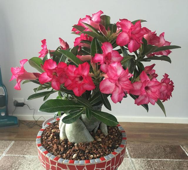 4 loại hoa cây cảnh bị bỏ mặc tới mức hạn hán mà hoa vẫn bật tung chậu khiến nhiều người kinh ngạc - Ảnh 6.