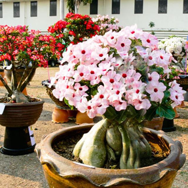 4 loại hoa cây cảnh bị bỏ mặc tới mức hạn hán mà hoa vẫn bật tung chậu khiến nhiều người kinh ngạc - Ảnh 1.