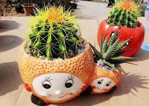 4 loại hoa cây cảnh bị bỏ mặc tới mức hạn hán mà hoa vẫn bật tung chậu khiến nhiều người kinh ngạc - Ảnh 9.