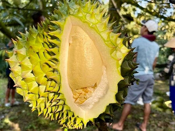 Sầu riêng Việt Nam ngày càng đắt khách thế giới - Ảnh 1.