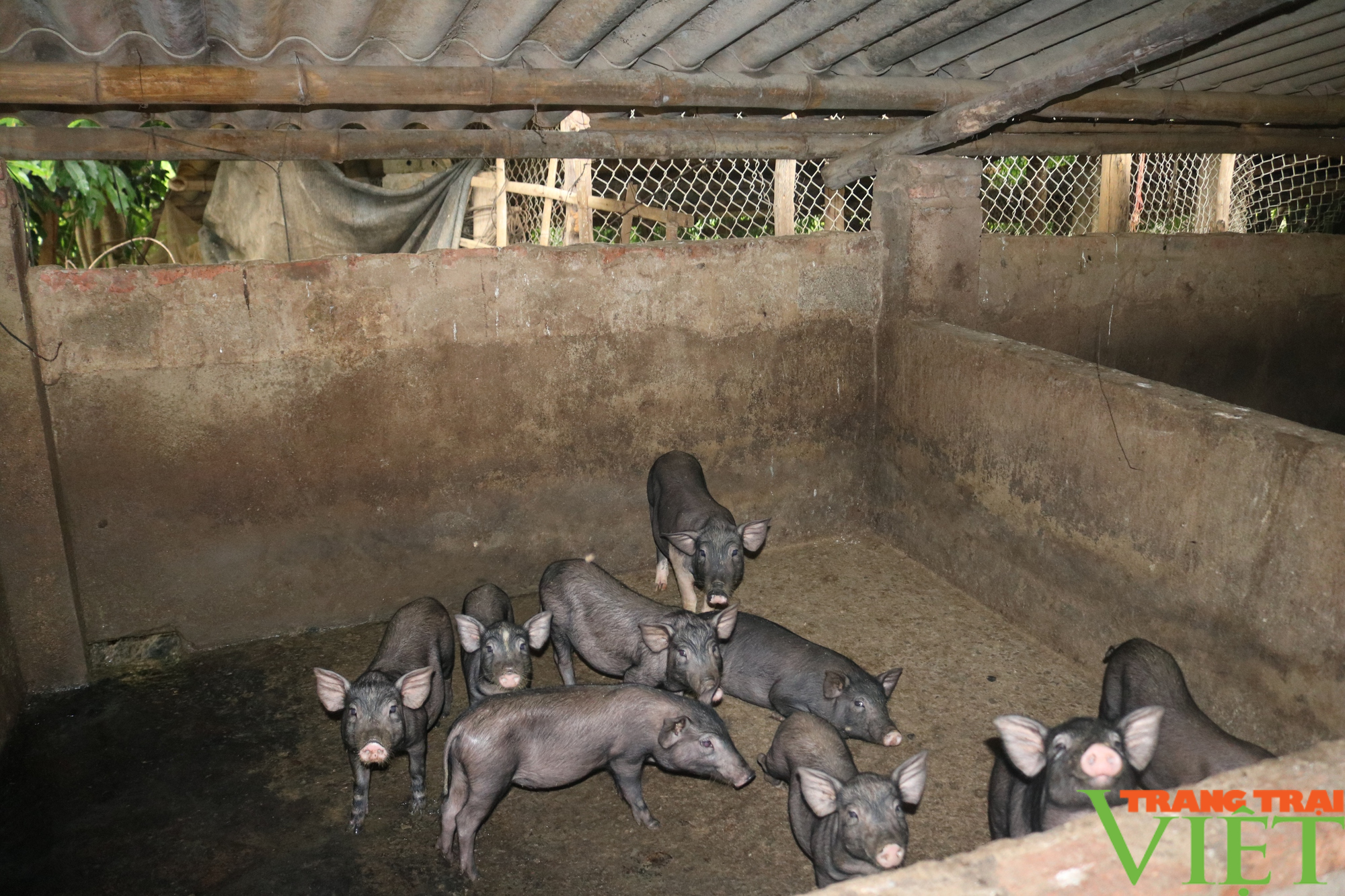 Xã vùng cao Sơn La nhân rộng các mô hình kinh tế - Ảnh 4. Xã vùng cao Sơn La nhân rộng các mô hình kinh tế - Ảnh 4.
