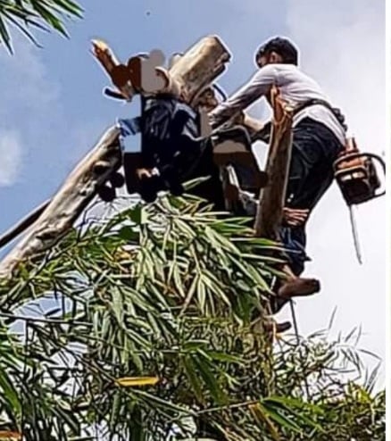 Người đàn ông tử vong khi đang cưa cây - Ảnh 1.