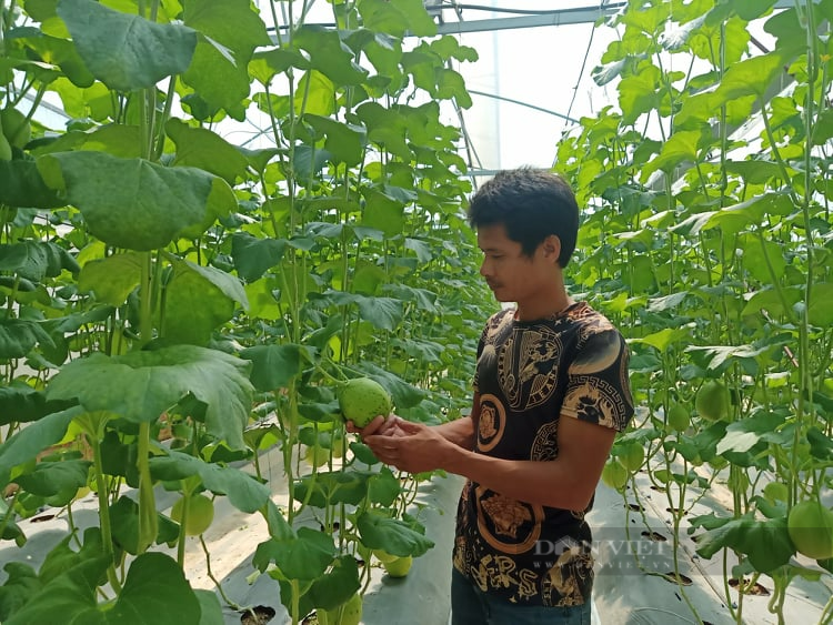 Đầu tư hơn 74 tỷ đồng triển khai 61 dự án khuyến nông trồng trọt, trồng dưa lưới, dưa chuột cũng lãi nửa tỷ - Ảnh 1.