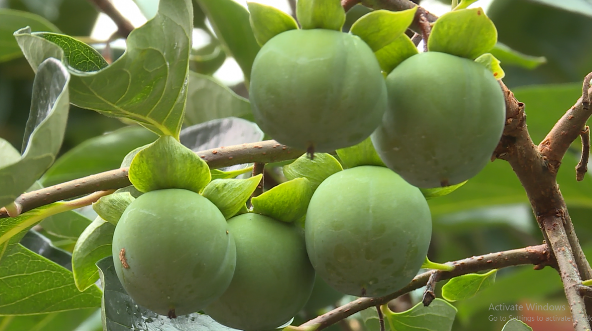 Mê mẩn ngắm mãi không chán vườn hồng không hạt ở cao nguyên Quản Bạ của Hà Giang - Ảnh 3.