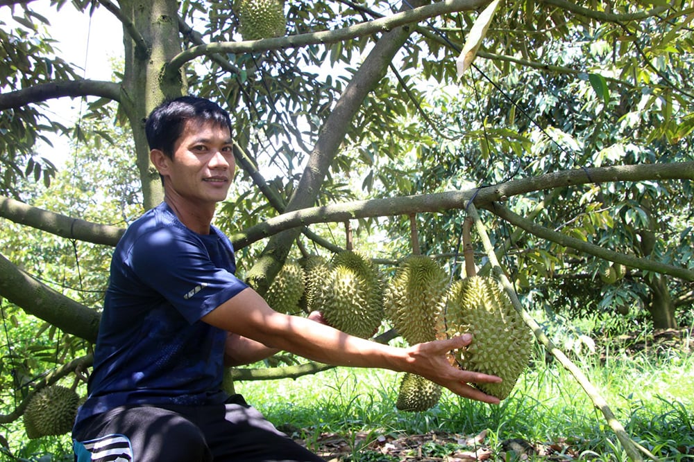 Trồng sầu riêng cho khách tham quan miễn phí, bán trái tại vườn, nông dân An Giang giàu lên trông thấy - Ảnh 1.