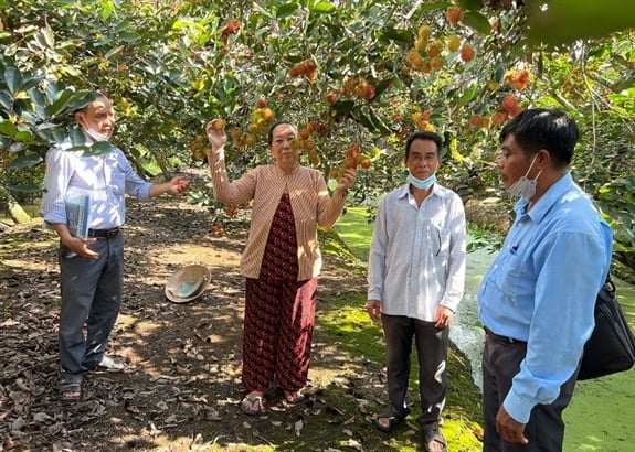 Dùng kỹ thuật &quot;trẻ hóa&quot; cây chôm chôm, vườn của ông nông dân ở Hậu Giang trái chín đỏ cành - Ảnh 1.