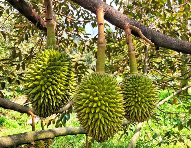 8 loại trái cây Việt Nam đang được đàm phán để xuất khẩu chính ngạch sang Trung Quốc - Ảnh 1. 8 loại trái cây Việt Nam đang được đàm phán để xuất khẩu chính ngạch sang Trung Quốc - Ảnh 1.
