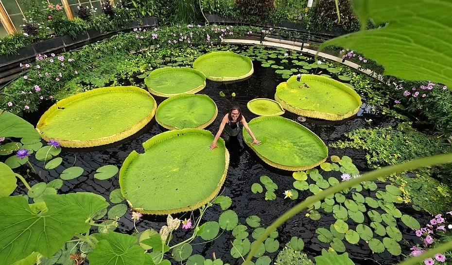Chưa từng có: Loài hoa súng có kích thước siêu to khổng lồ, lá rộng 3m - Ảnh 1.