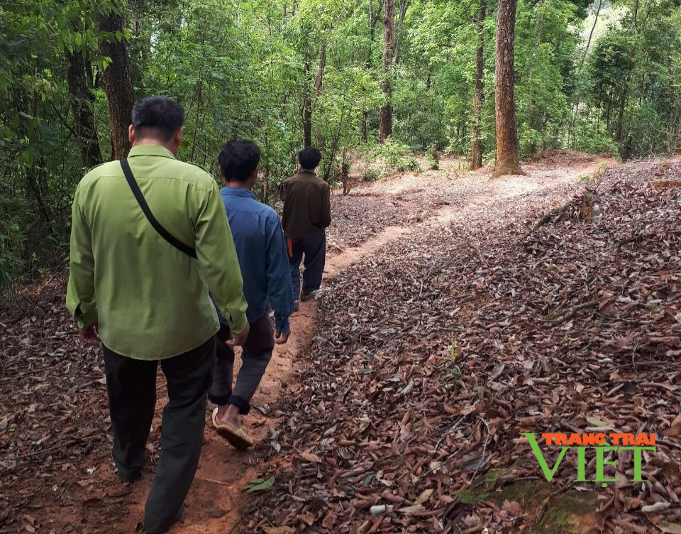 Lai Châu: Nậm Nhùn đẩy mạnh công tác quản lý bảo vệ rừng - Ảnh 1. Lai Châu: Nậm Nhùn đẩy mạnh công tác quản lý bảo vệ rừng - Ảnh 1.