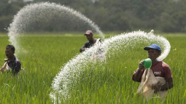 Giá phân bón tăng, giá nông sản giảm - nông dân buồn còn doanh nghiệp lại "ăn nên làm ra" - Ảnh 3. Giá phân bón tăng, giá nông sản giảm - nông dân buồn còn doanh nghiệp lại "ăn nên làm ra" - Ảnh 3.