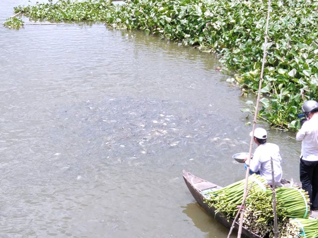 Chuyện lạ Đồng Tháp: Đàn cá hàng nghìn con đua nhau kéo đến tá túc ở cặp kênh, bến đò &quot;xin ăn&quot; - Ảnh 1.