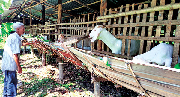 Dê nuôi ở ĐBSCL bất ngờ tăng giá mạnh - Ảnh 1.