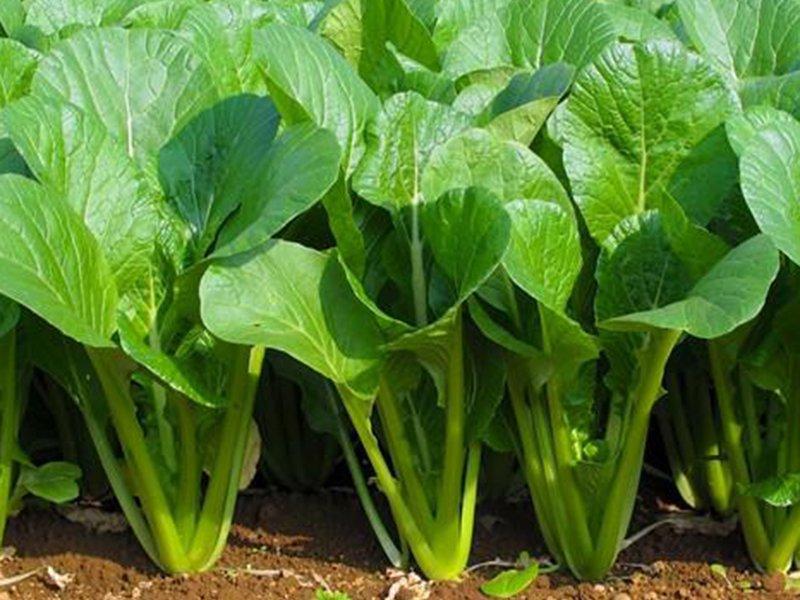 4 loại rau dễ &quot;tắm đẫm&quot; hóa chất ngoài chợ - Ảnh 1.