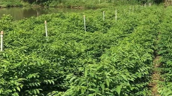 Trồng có 2 công loại rau ăn lá ngọt như bột ngọt ở Hậu Giang, chăm nhàn như ăn kẹo, quanh năm &quot;lãi quan viên&quot; - Ảnh 1.
