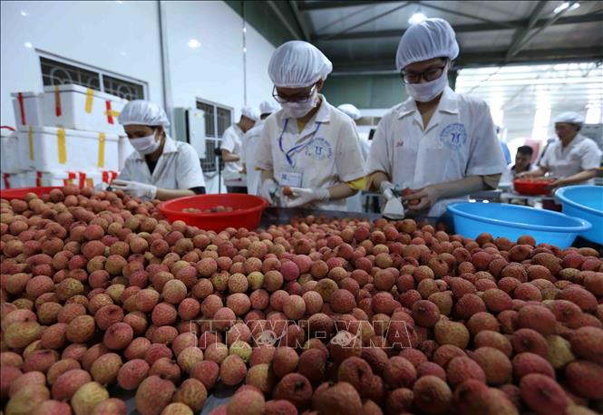 Đưa trái cây Việt Nam xuất khẩu sang Hoa Kỳ - Ảnh 1.