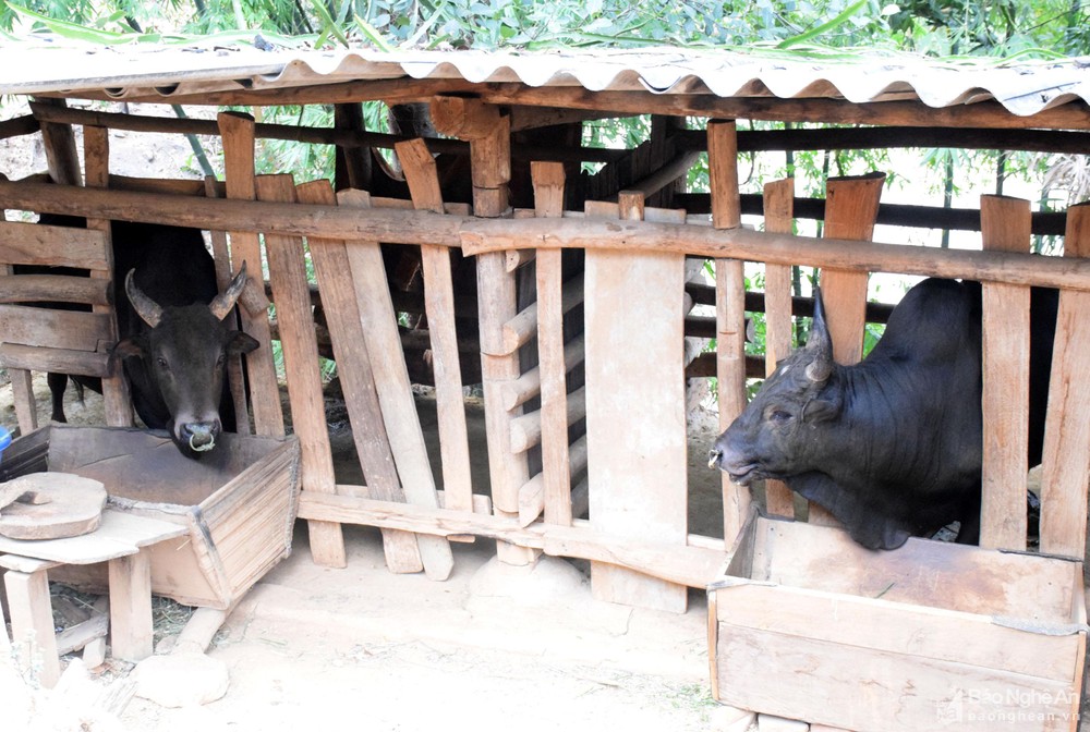 Giá trâu, bò thịt giảm sâu, những con bò Mông béo mập chỉ còn 16-18 triệu đồng - Ảnh 5.
