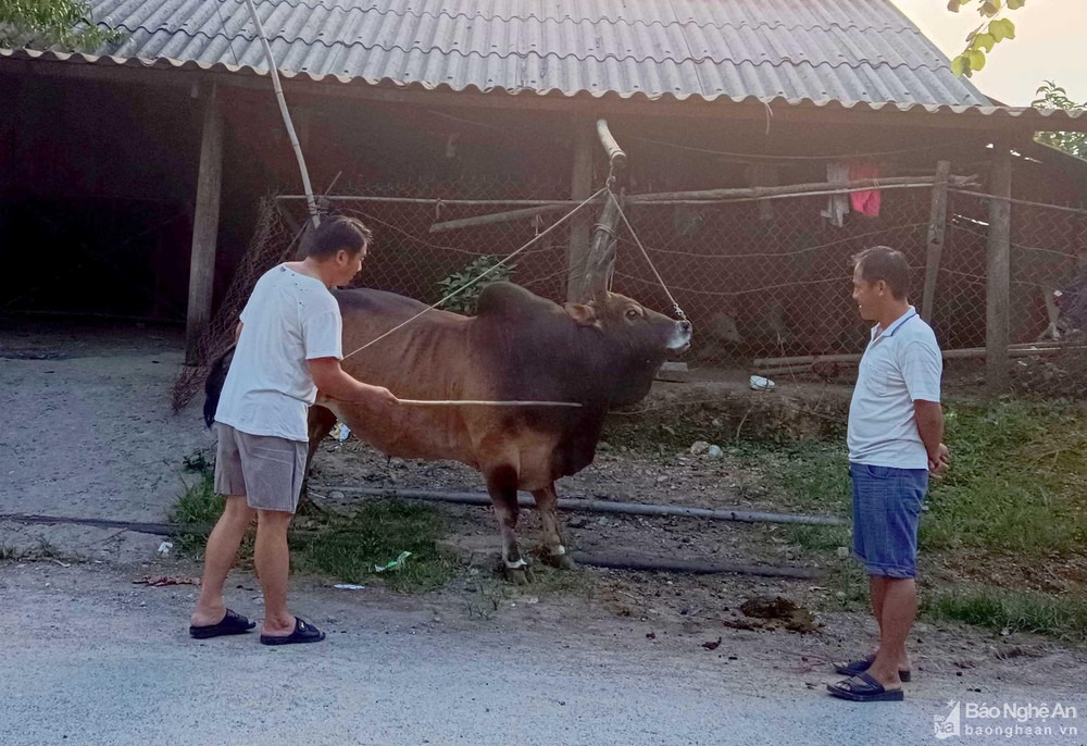 Giá trâu, bò thịt giảm sâu, những con bò Mông béo mập chỉ còn 16-18 triệu đồng - Ảnh 1.