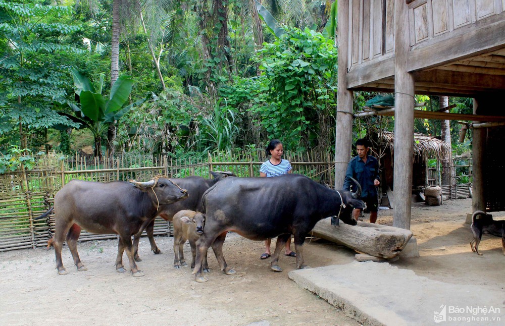 Giá trâu, bò thịt giảm sâu, những con bò Mông béo mập chỉ còn 16-18 triệu đồng - Ảnh 4.