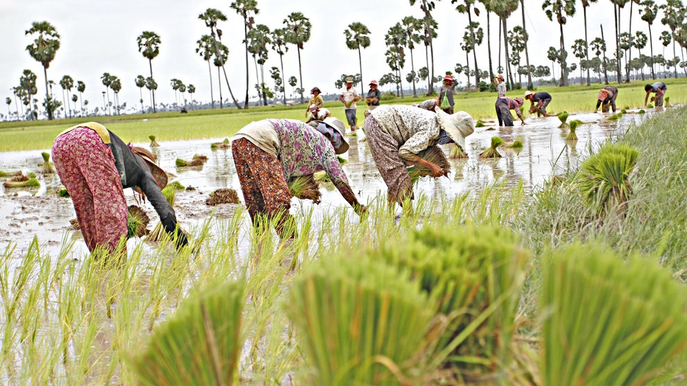 Là nước xuất khẩu gạo hàng đầu thế giới, tại sao Việt Nam vẫn nhập hàng triệu tấn lúa từ Campuchia - Ảnh 3.