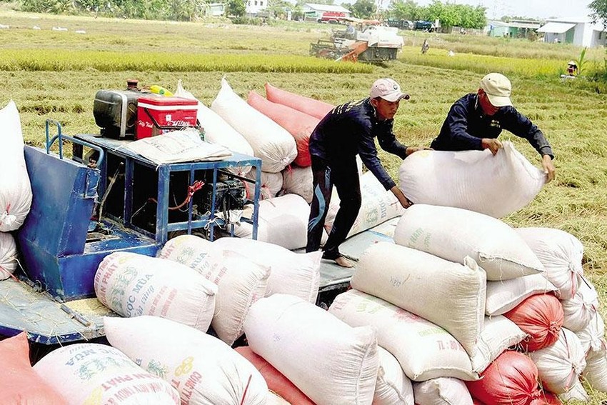 Là nước xuất khẩu gạo hàng đầu thế giới, tại sao Việt Nam vẫn nhập hàng triệu tấn lúa từ Campuchia - Ảnh 1.