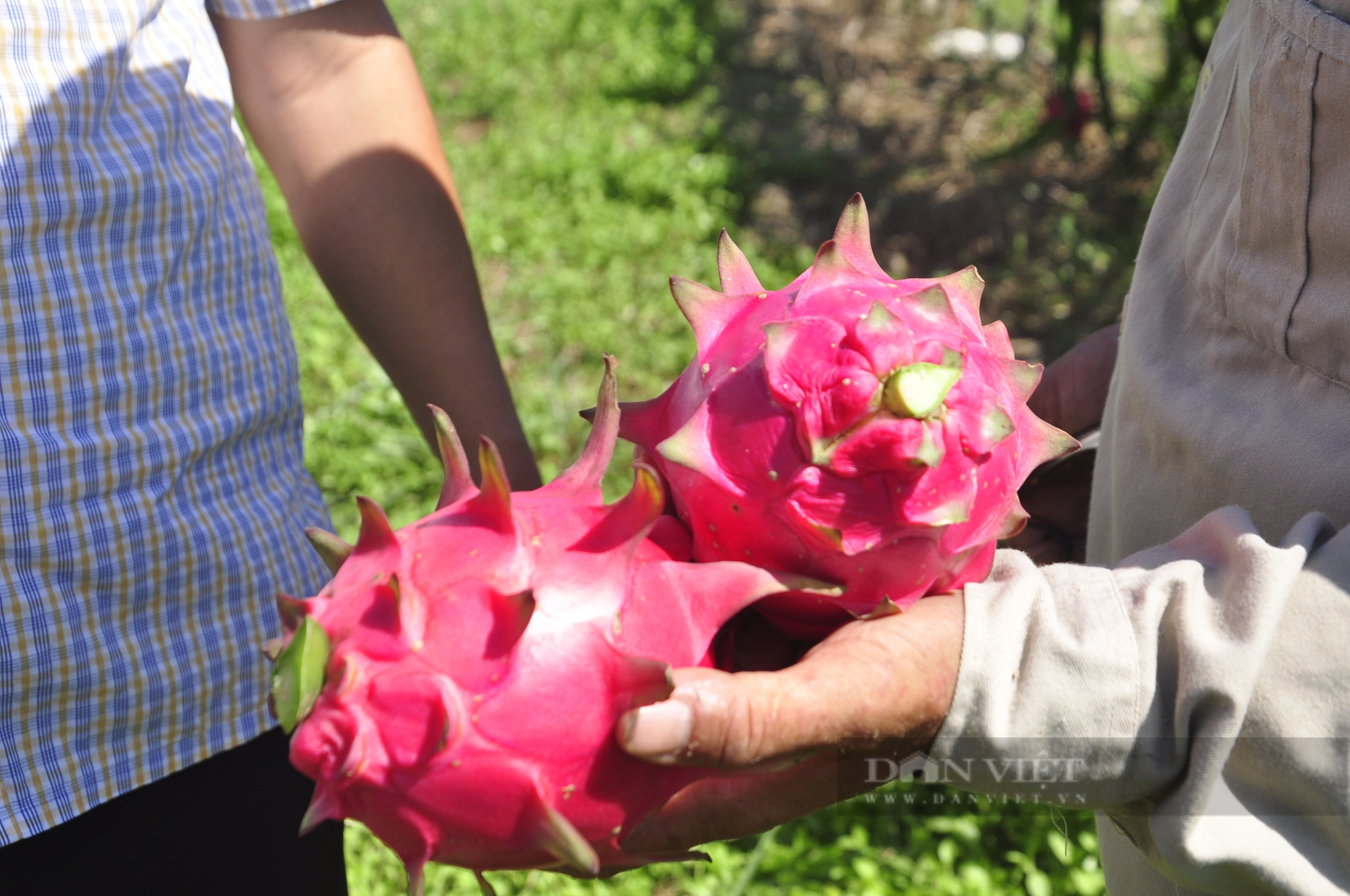 Bao người trồng thanh long ruột đỏ thất bại, kỹ sư thủy lợi này vẫn thành công nhờ bí quyết cực dễ - Ảnh 5.