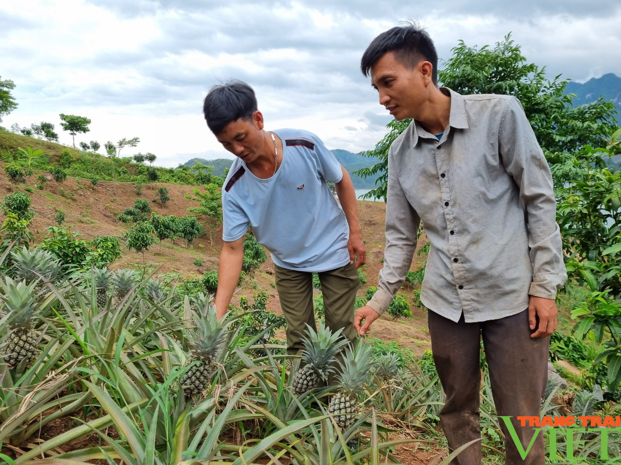 Trồng giống cây “trăm mắt”, nông dân Chiềng Ơn có thu nhập khá - Ảnh 3. Trồng giống cây “trăm mắt”, nông dân Chiềng Ơn có thu nhập khá - Ảnh 3.