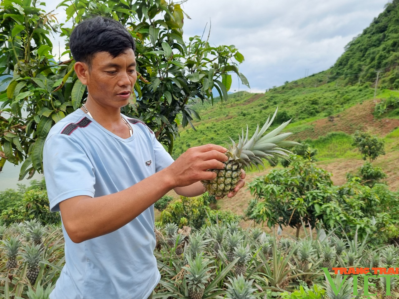 Trồng giống cây “trăm mắt”, nông dân Chiềng Ơn có thu nhập khá - Ảnh 5. Trồng giống cây “trăm mắt”, nông dân Chiềng Ơn có thu nhập khá - Ảnh 5.