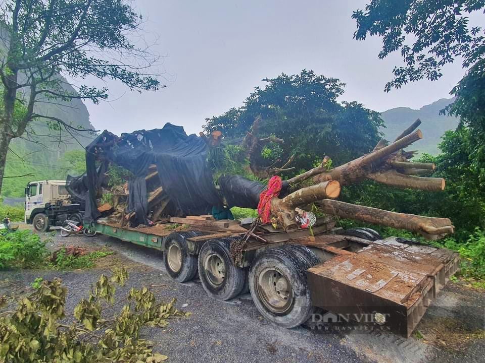 Thông tin mới nhất vụ bắt giữ xe đầu kéo chở 2 cây &quot;quái thú&quot; từ vùng núi về xuôi ở Quảng Bình - Ảnh 2.