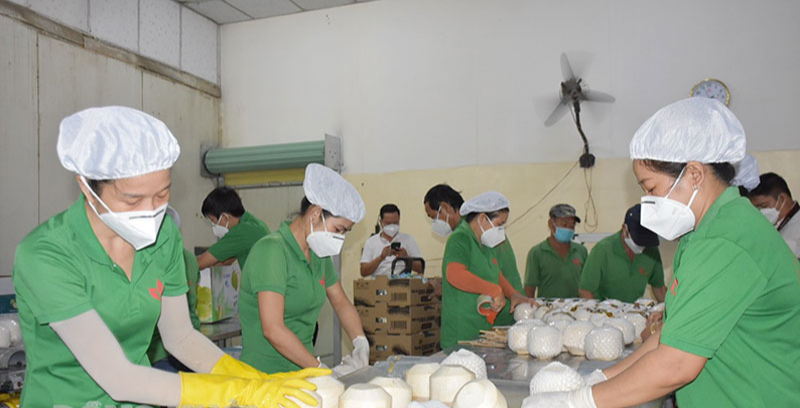 Trung Quốc ngừng mua, giá dừa chỉ còn 2.000 đồng/trái, Bến Tre kiến nghị khẩn Bộ NNPTNT, Công Thương - Ảnh 1.