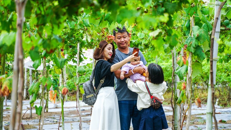 Nho Ninh Thuận về đất cù lao - Ảnh 1.