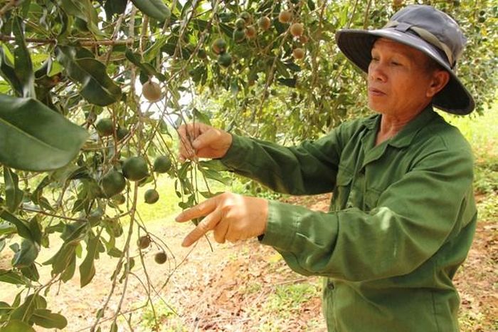 Nông dân phấn khởi khi trồng 'nữ hoàng quả khô' đem lại hiệu quả cao - Ảnh 1.