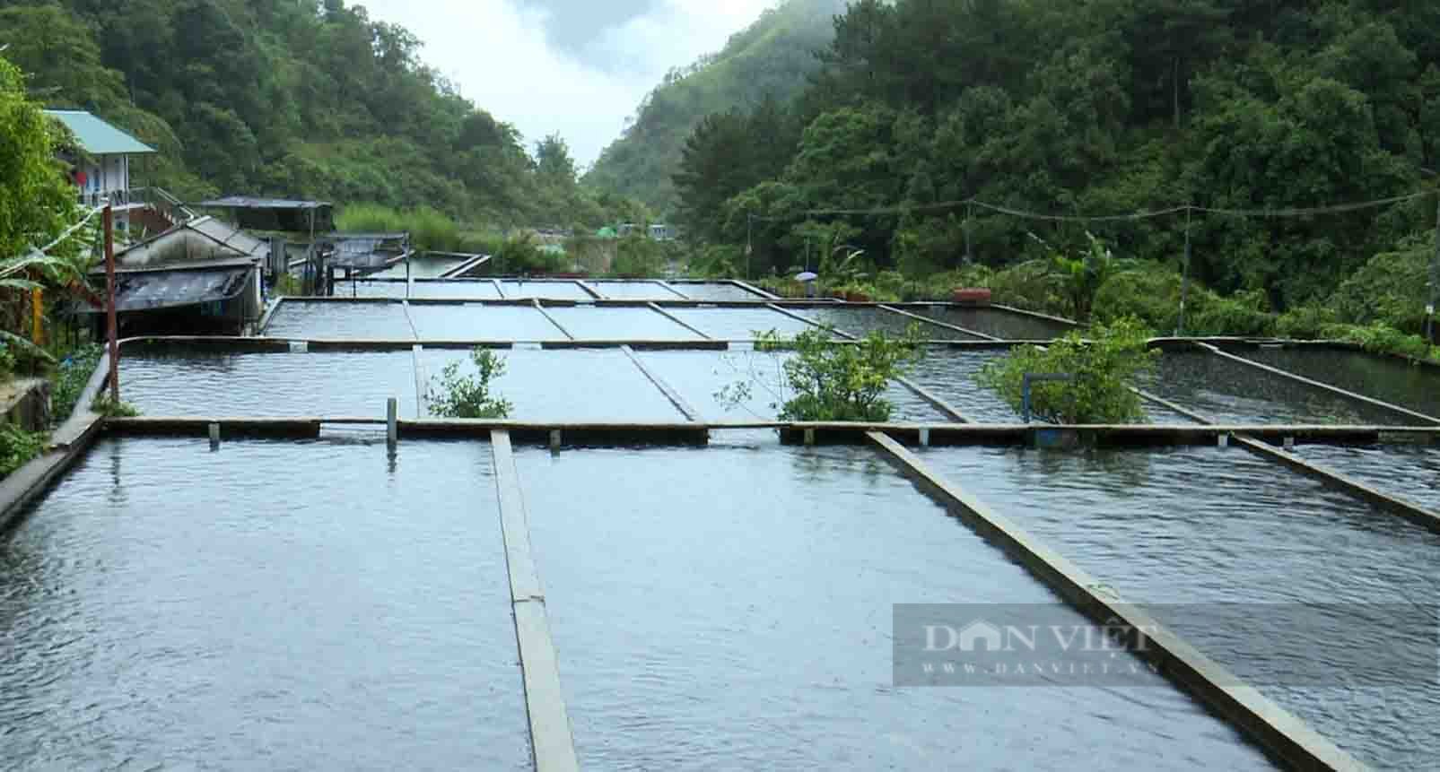 Nông dân Tam Đường phục hồi sản xuất chăn nuôi cá nước lạnh - Ảnh 4.