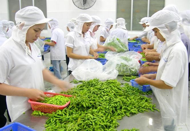 Rau, củ, quả Việt Nam cần đáp ứng những tiêu chuẩn khắt khe gì trước khi xuất khẩu đi Mỹ, EU, Nhật Bản...? - Ảnh 2.