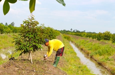 Vì sao nông dân Vĩnh Long bỏ vụ khoai, lơi vụ lúa, đốn vườn xoài, có nhà trồng sầu riêng thay khoai lang? - Ảnh 2.