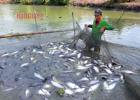 Cá thác lác nuôi ao tăng cao nhất 2-3 năm gần đây, nhà nào ở Hậu Giang có cá hối hả bát bán - Ảnh 1.