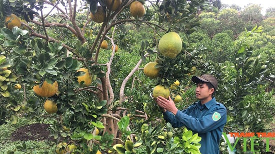 Trái ngọt trên cao nguyên Mộc Châu - Ảnh 6.