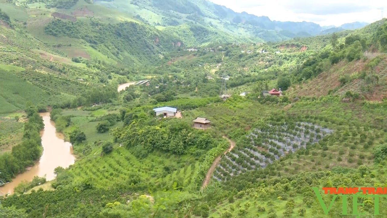 Trái ngọt trên cao nguyên Mộc Châu - Ảnh 5.