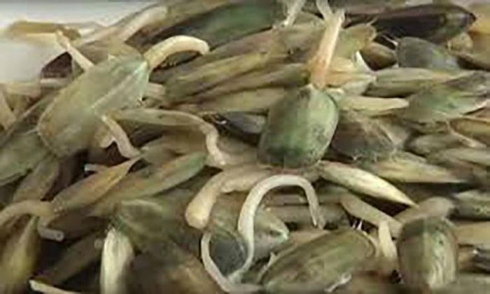 Đặc sản chỉ có ở Hải Phòng, xấu nhưng ngon, 150.000 đồng/kg - Ảnh 6.