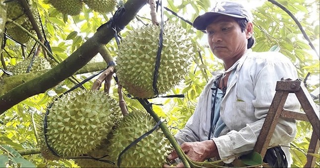 Sầu riêng Việt: 'Lột xác' chinh phục thị trường tỷ dân - Ảnh 1. Sầu riêng Việt: 'Lột xác' chinh phục thị trường tỷ dân - Ảnh 1.