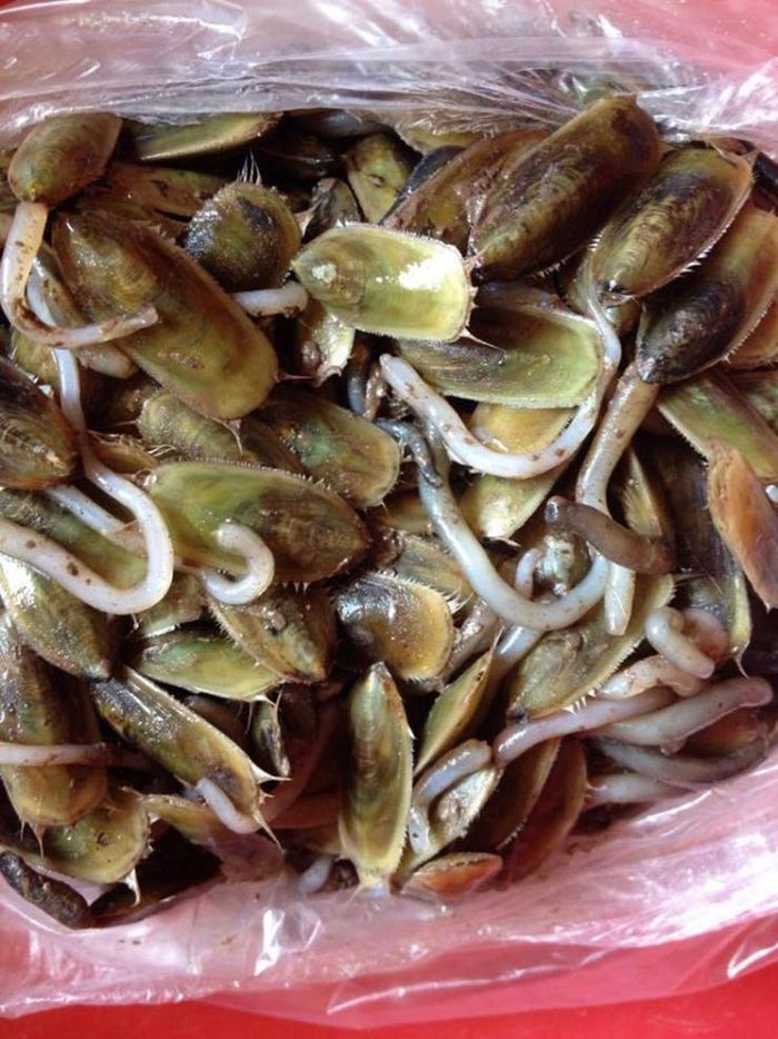 Đặc sản chỉ có ở Hải Phòng, xấu nhưng ngon, 150.000 đồng/kg - Ảnh 9.