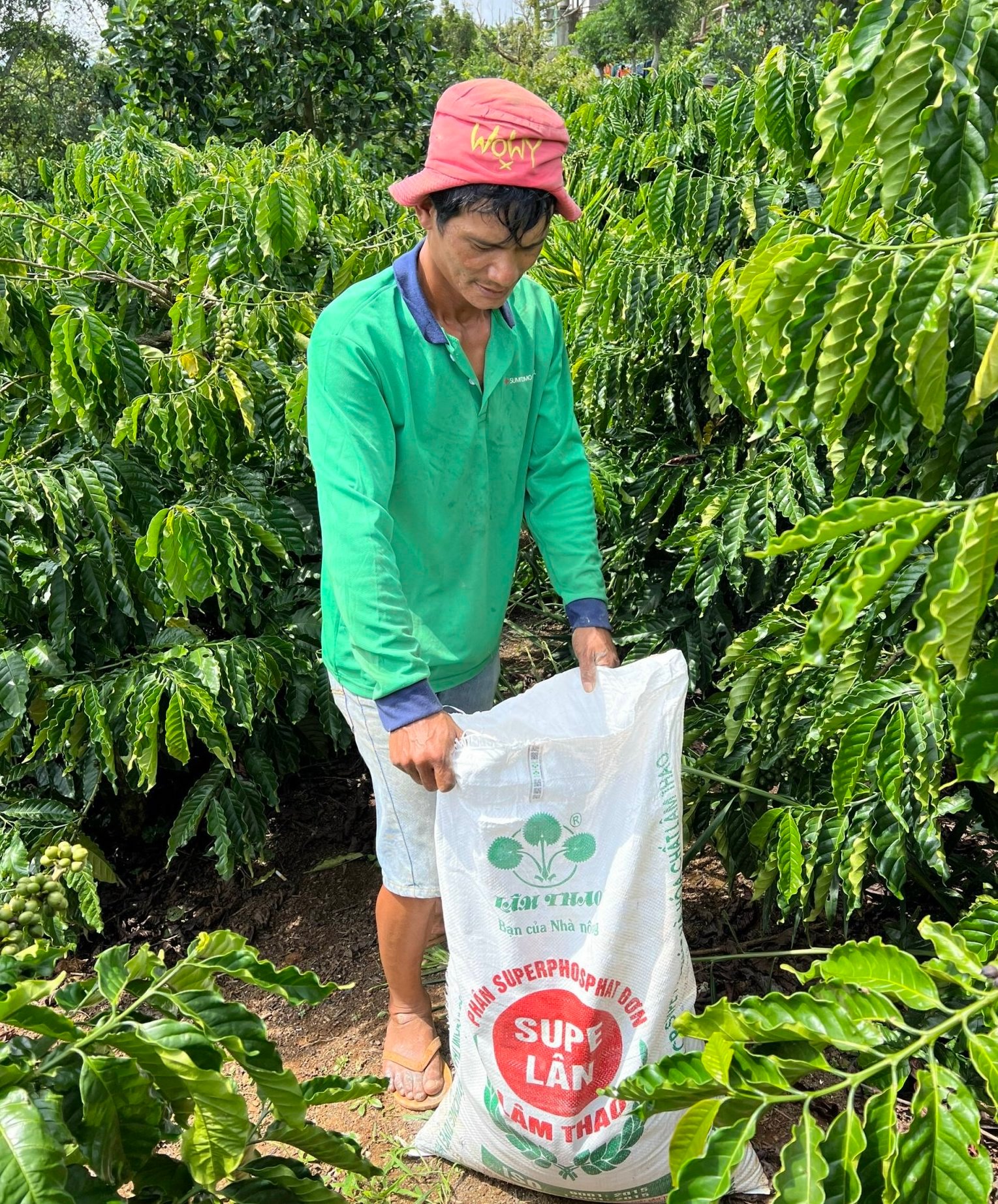 Vườn cà phê của anh nông dân Lâm Đồng chi chít quả, nhiều người tò mò hỏi bí quyết bón phân gì? - Ảnh 1.