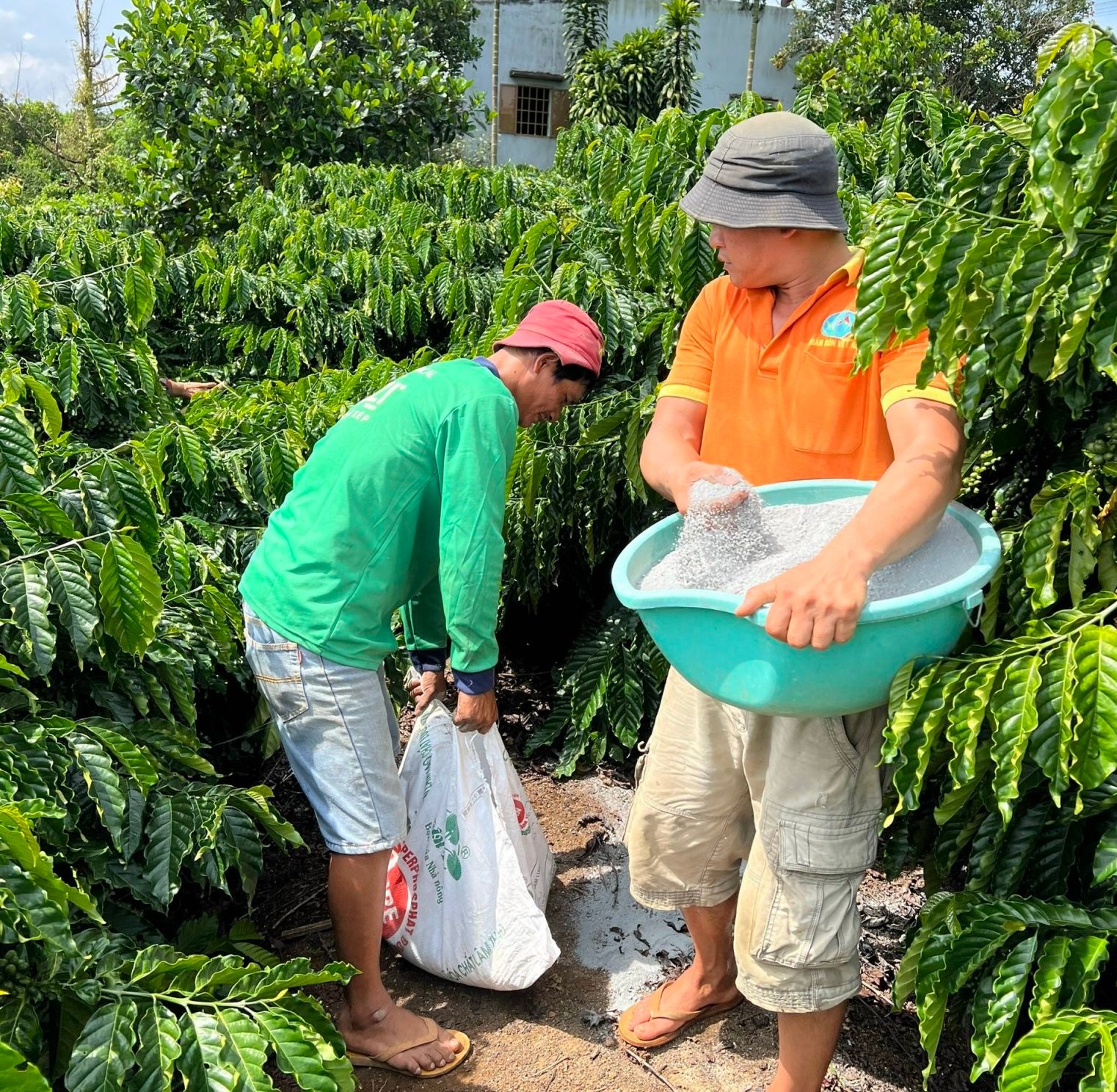 Vườn cà phê của anh nông dân Lâm Đồng chi chít quả, nhiều người tò mò hỏi bí quyết bón phân gì? - Ảnh 3.