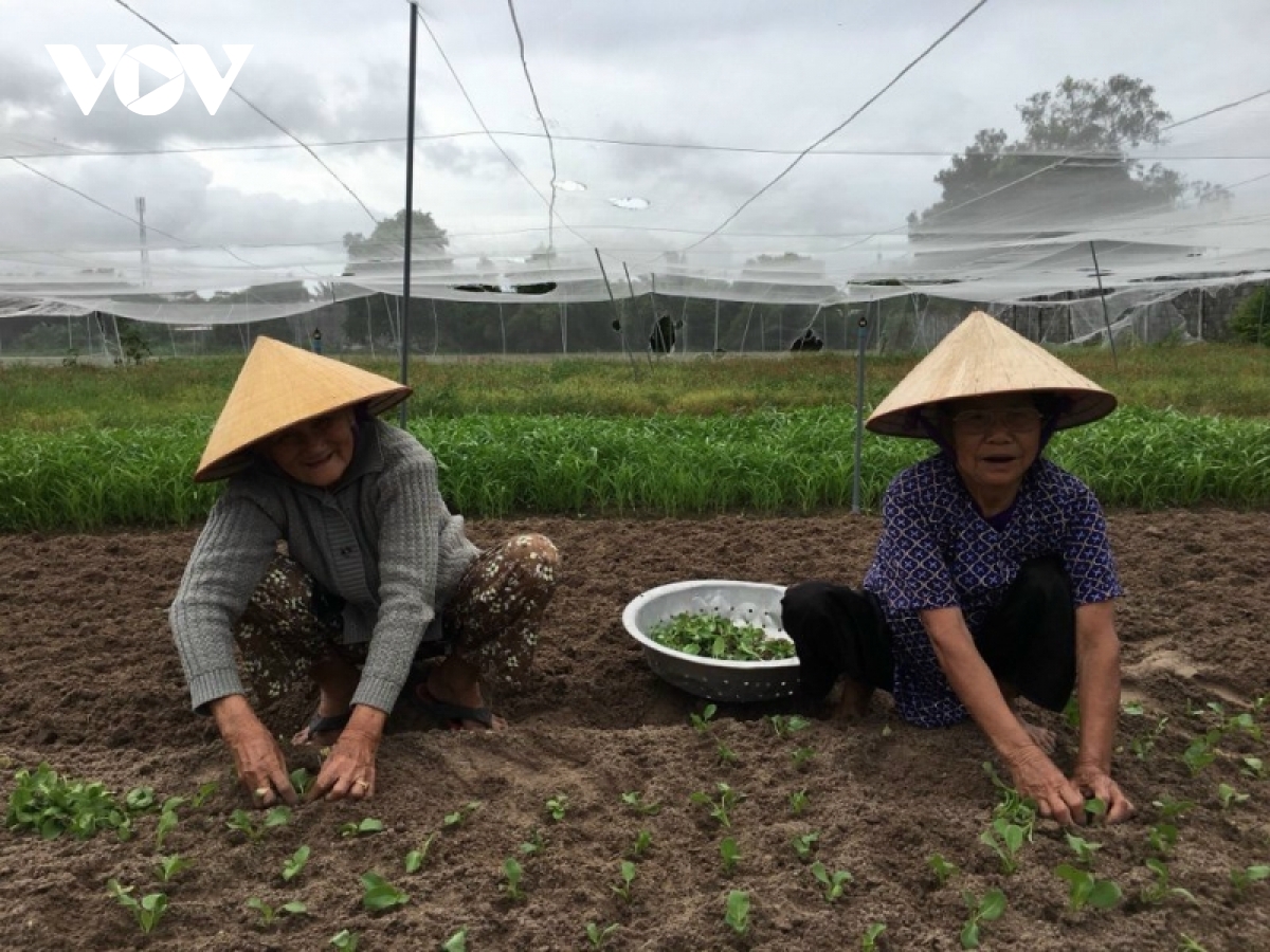 Nhà vườn trồng rau sạch ở TP.HCM khó từ đầu vào đến đầu ra - Ảnh 2.