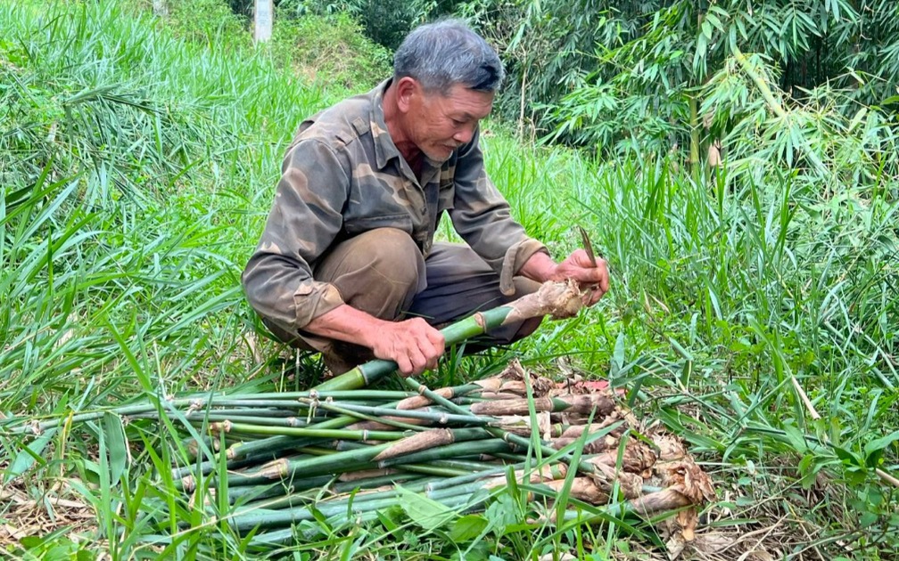 Nhờ vườn cây "trăm đốt" độc nhất vô nhị, vợ chồng lão nông cao nguyên tiền tỷ mỗi tháng