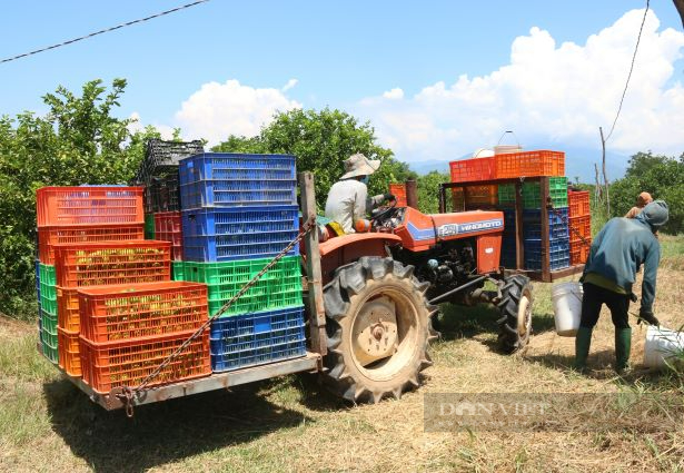 Lão nông bỏ xứ Đà Lạt mộng mơ về Ninh Thuận trồng chanh không hạt bán sang Châu Âu thu trăm triệu mỗi tháng - Ảnh 8.