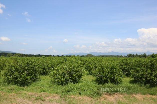 Lão nông bỏ xứ Đà Lạt mộng mơ về Ninh Thuận trồng chanh không hạt bán sang Châu Âu thu trăm triệu mỗi tháng - Ảnh 3.