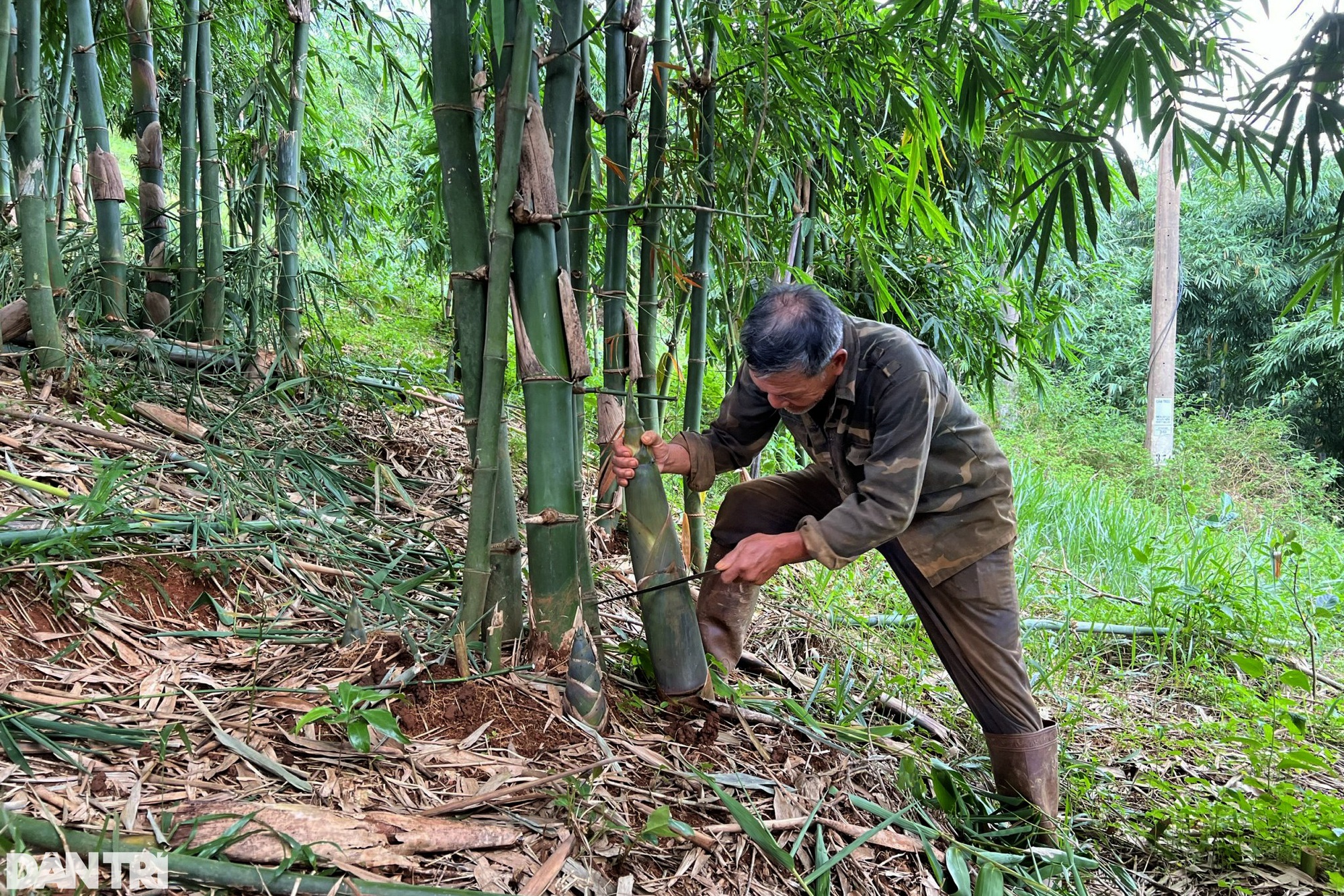 Nhờ vườn cây "trăm đốt" độc nhất vô nhị, vợ chồng lão nông cao nguyên tiền tỷ mỗi tháng - Ảnh 2. Nhờ vườn cây "trăm đốt" độc nhất vô nhị, vợ chồng lão nông cao nguyên tiền tỷ mỗi tháng - Ảnh 2.