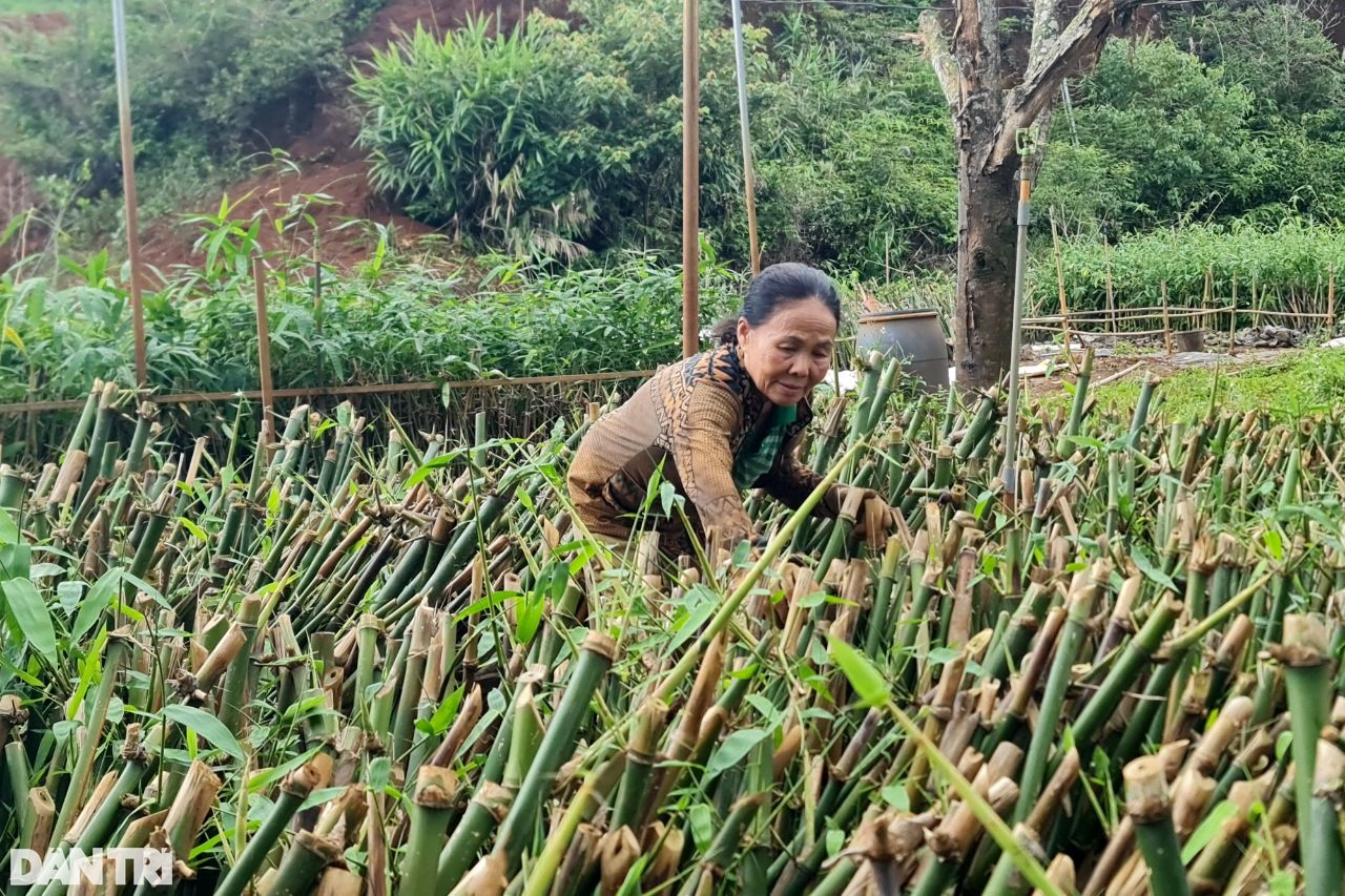 Nhờ vườn cây "trăm đốt" độc nhất vô nhị, vợ chồng lão nông cao nguyên tiền tỷ mỗi tháng - Ảnh 6. Nhờ vườn cây "trăm đốt" độc nhất vô nhị, vợ chồng lão nông cao nguyên tiền tỷ mỗi tháng - Ảnh 6.