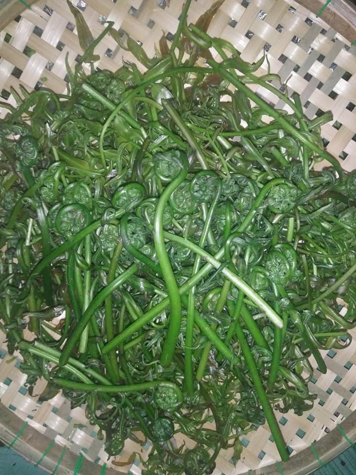 Kể chuyện làng: Nhớ lắm đọt choại quê hương - Ảnh 2.